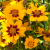 TestCoreopsis